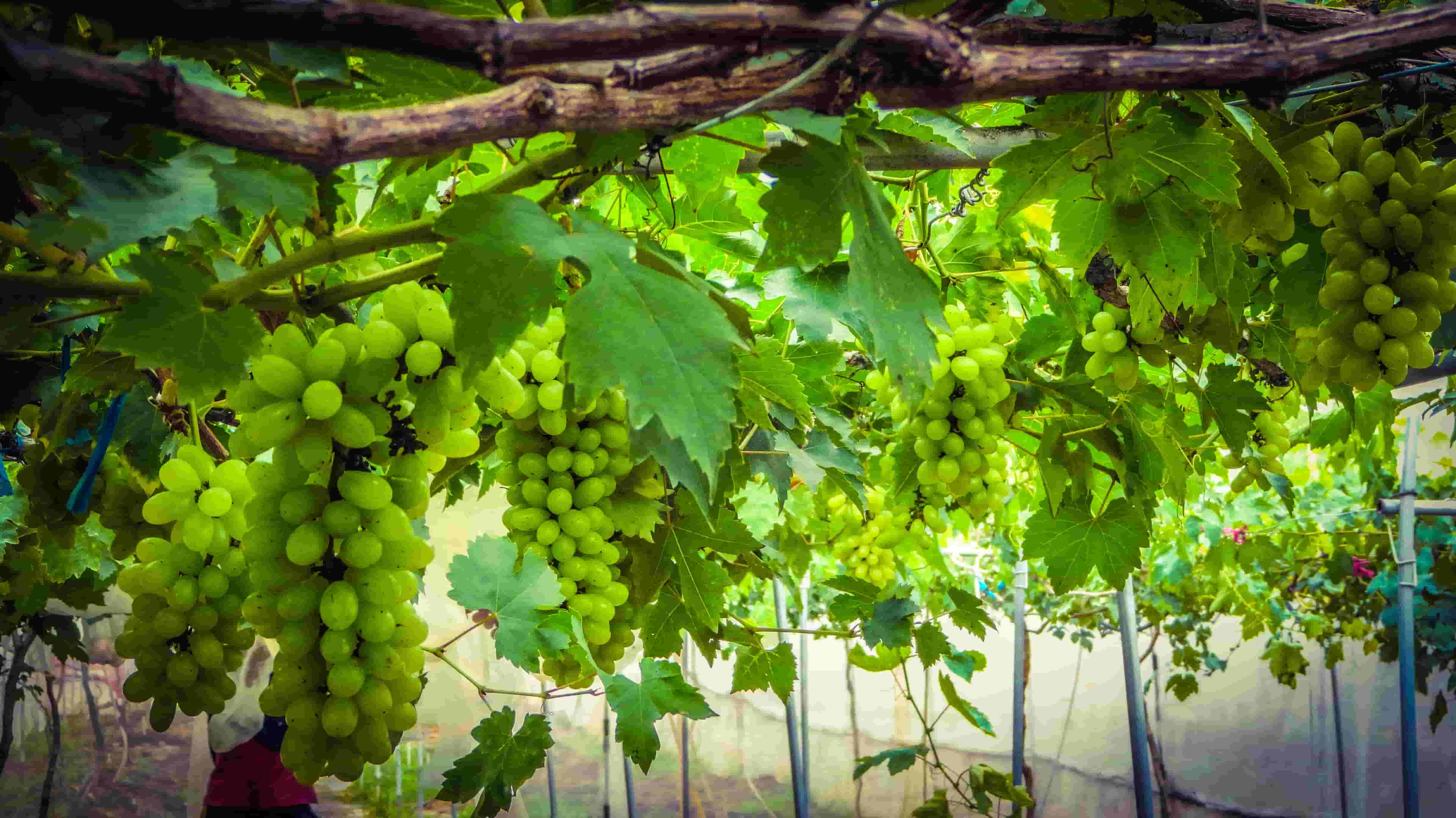 Produk Kami – Ladang Anggur Saloma