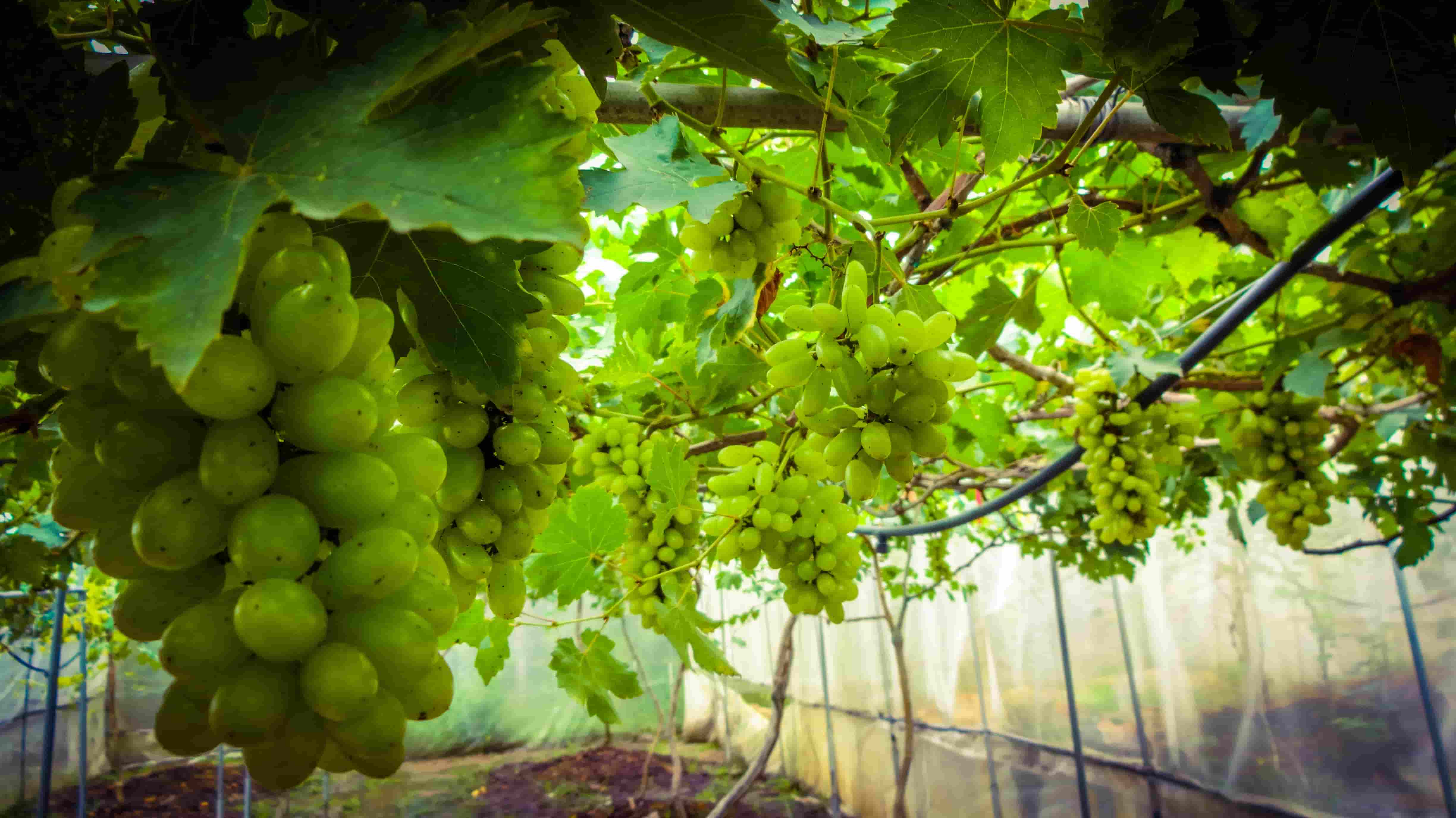 Produk Kami – Ladang Anggur Saloma
